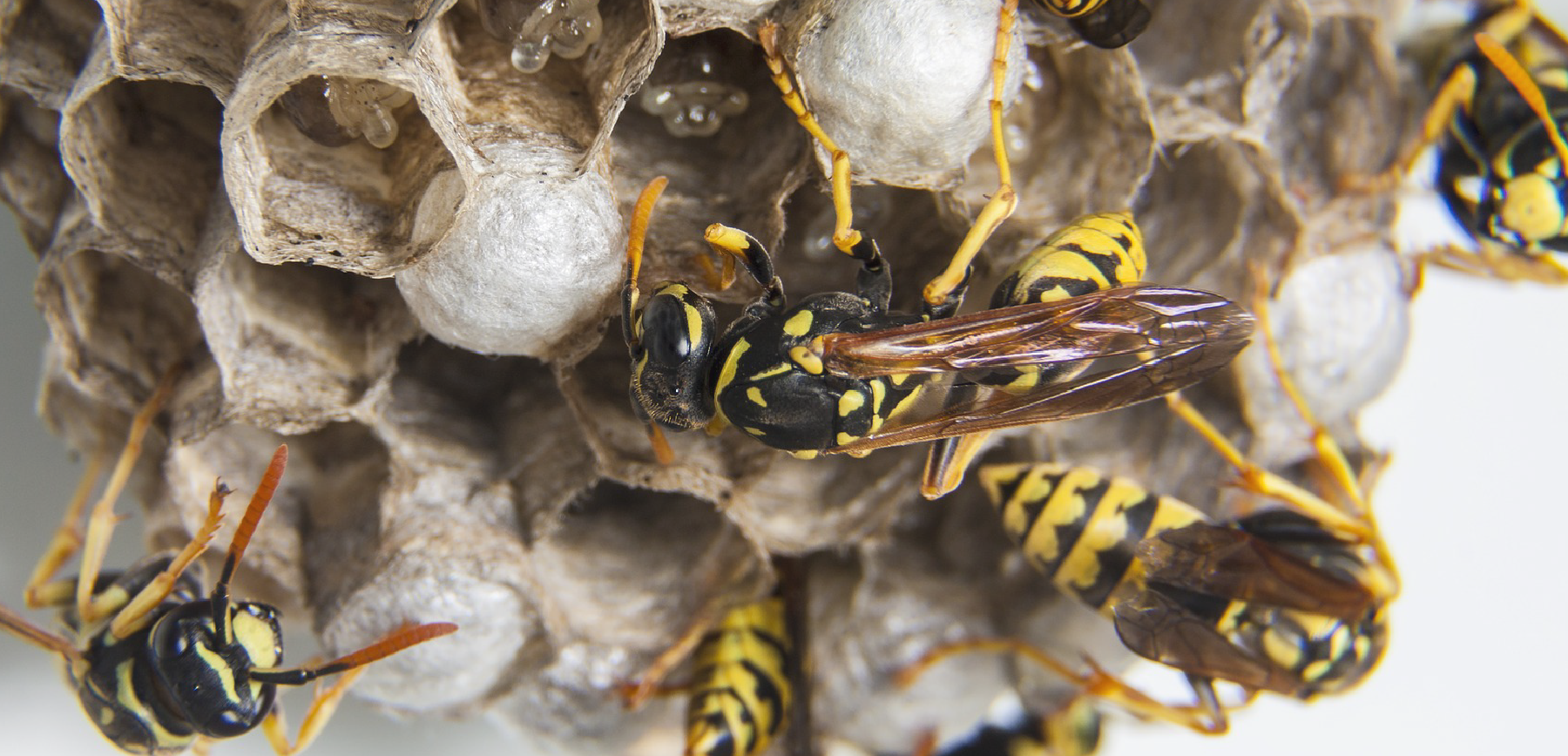 ハチに刺された際のアナフィラキシーショックに注意 静岡県浜松市 地域密着型の蜂の巣 蜂駆除専門店