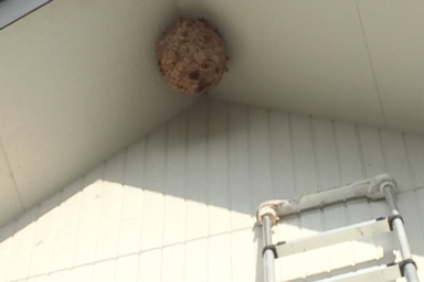 軒下のキイロスズメバチの巣