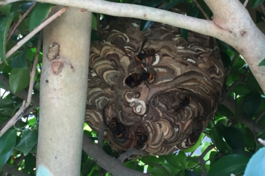 磐田市のスズメバチの巣
