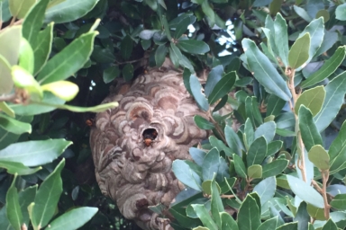 はっきりと見えるスズメバチの巣