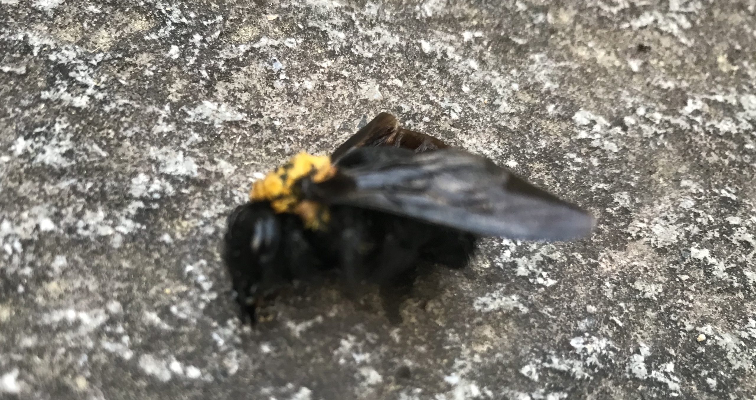 浜松市東区で木に穴をあける黒いハチを退治します 静岡県浜松市 地域密着型の蜂の巣 蜂駆除専門店