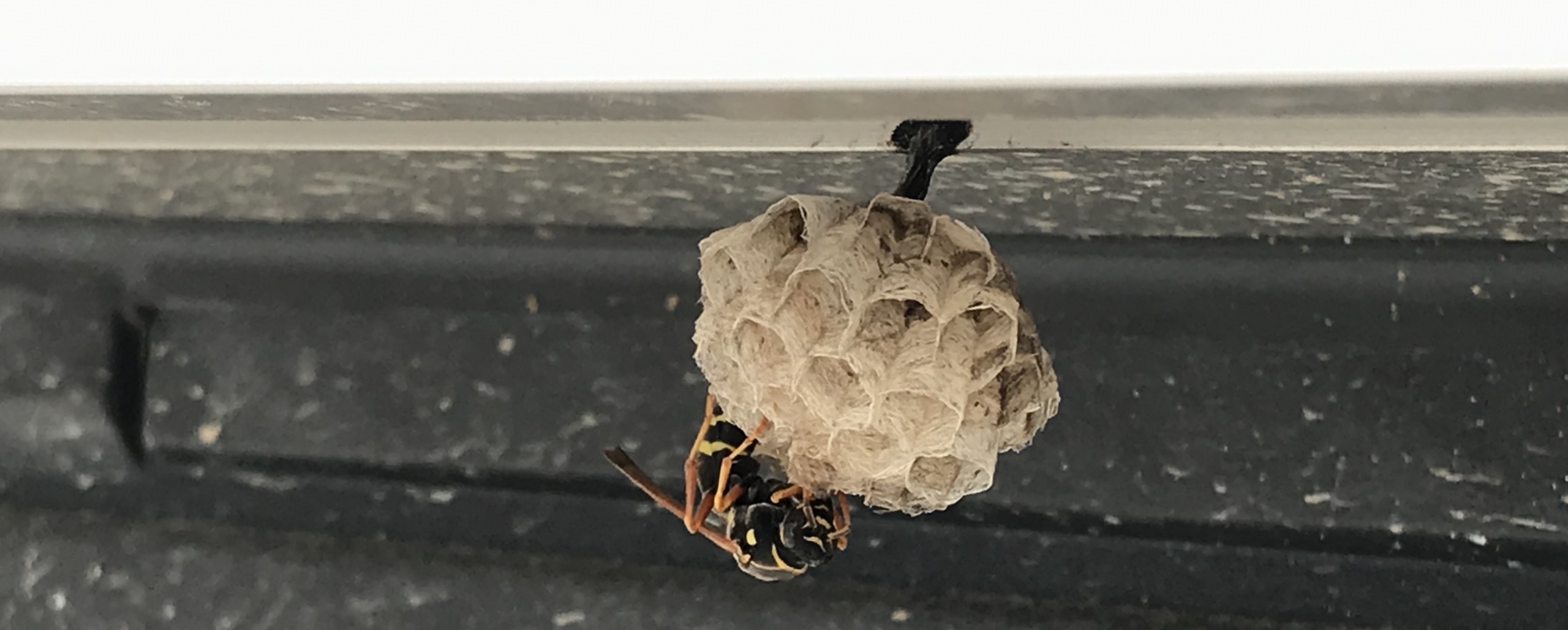 浜松市南区で黒くて小さいハチを駆除してきました 静岡県浜松市 地域密着型の蜂の巣 蜂駆除専門店