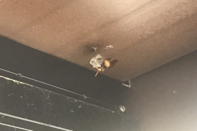 ウッドデッキの下のアシナガバチ