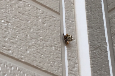 壁面のアシナガバチ