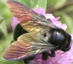 花の周りや木の中に入っていく大きくて黒くてブンブンいうハチは何 静岡県浜松市 地域密着型の蜂の巣 蜂駆除専門店