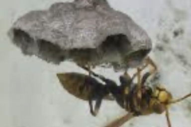 軒下に巣を作るキアシナガバチ