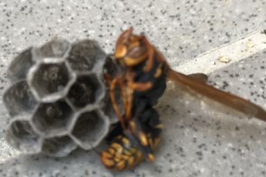 女王バチと蜂の巣