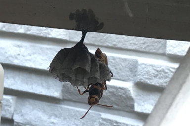 室外機のカバーに巣を作ったアシナガバチ