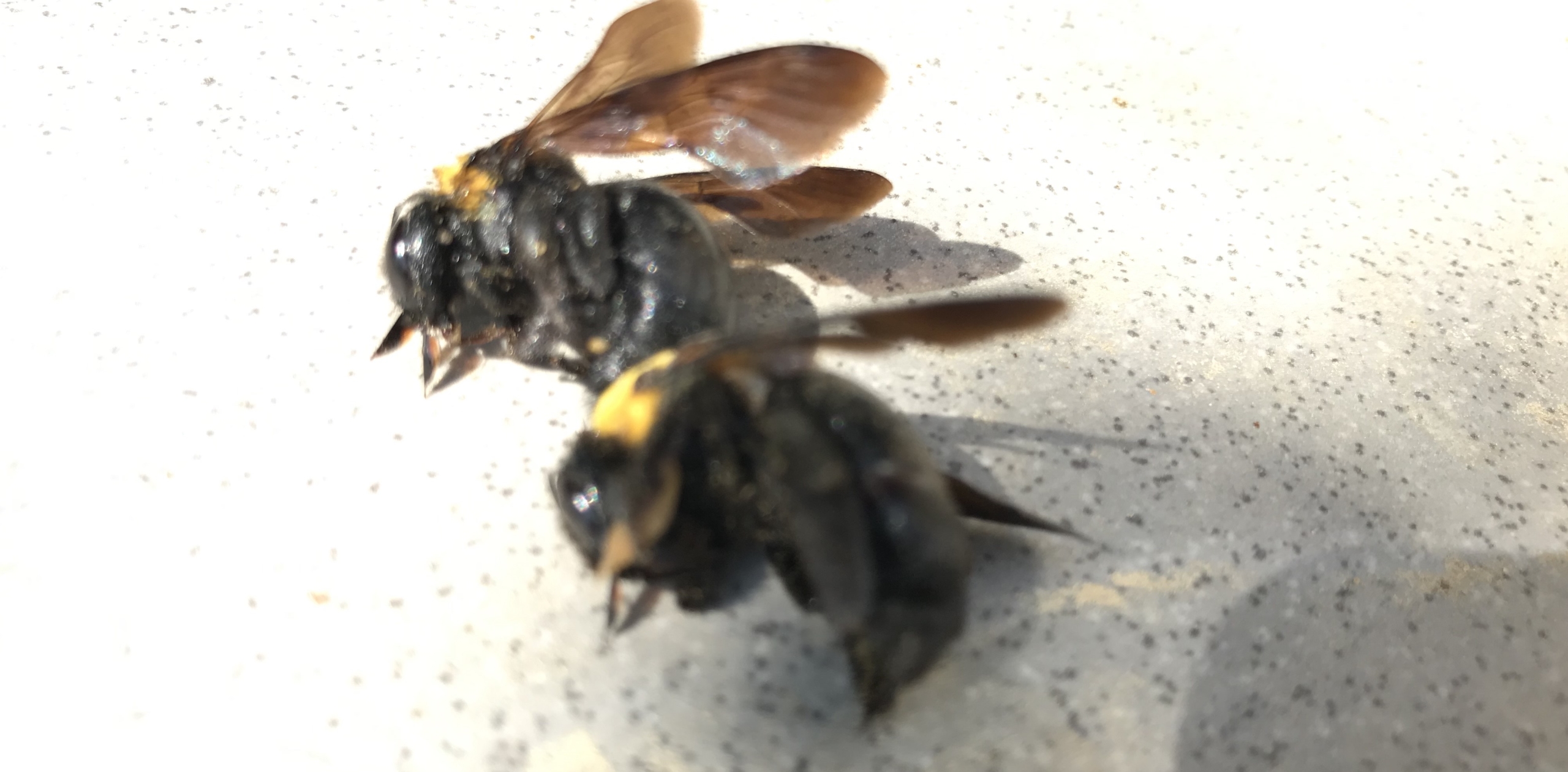 袋井市で木に穴を開けるはちを駆除しました クマバチにも針があるので油断大敵 静岡県浜松市 地域密着型の蜂の巣 蜂駆除専門店