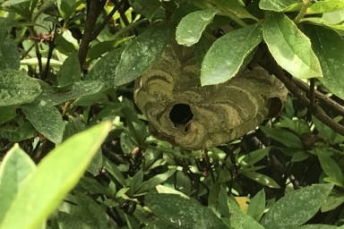 ツツジの木の中に巣を作るスズメバチ