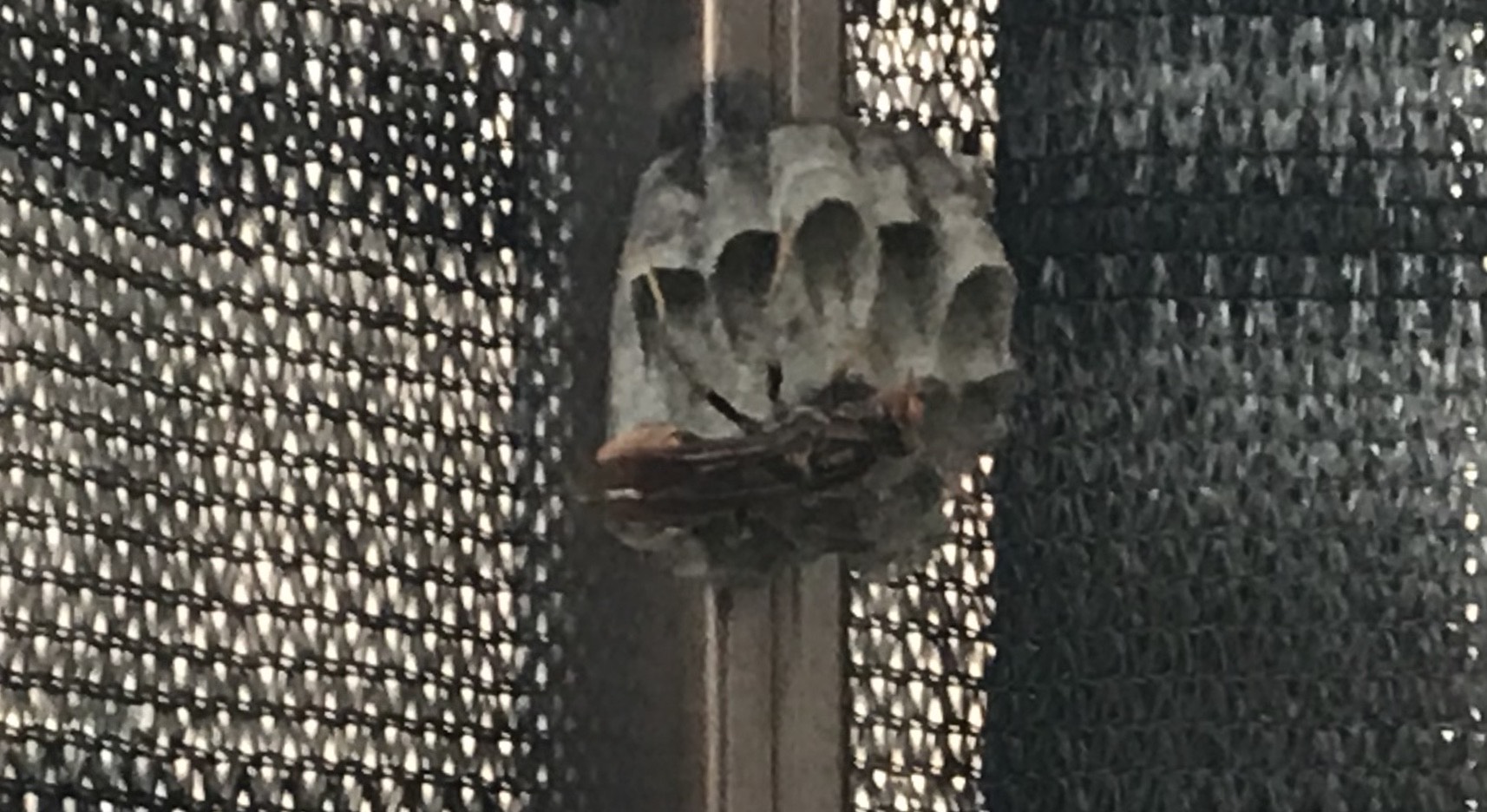 浜松市東区でベランダにできた蜂の巣を駆除のご依頼 静岡県浜松市 地域密着型の蜂の巣 蜂駆除専門店
