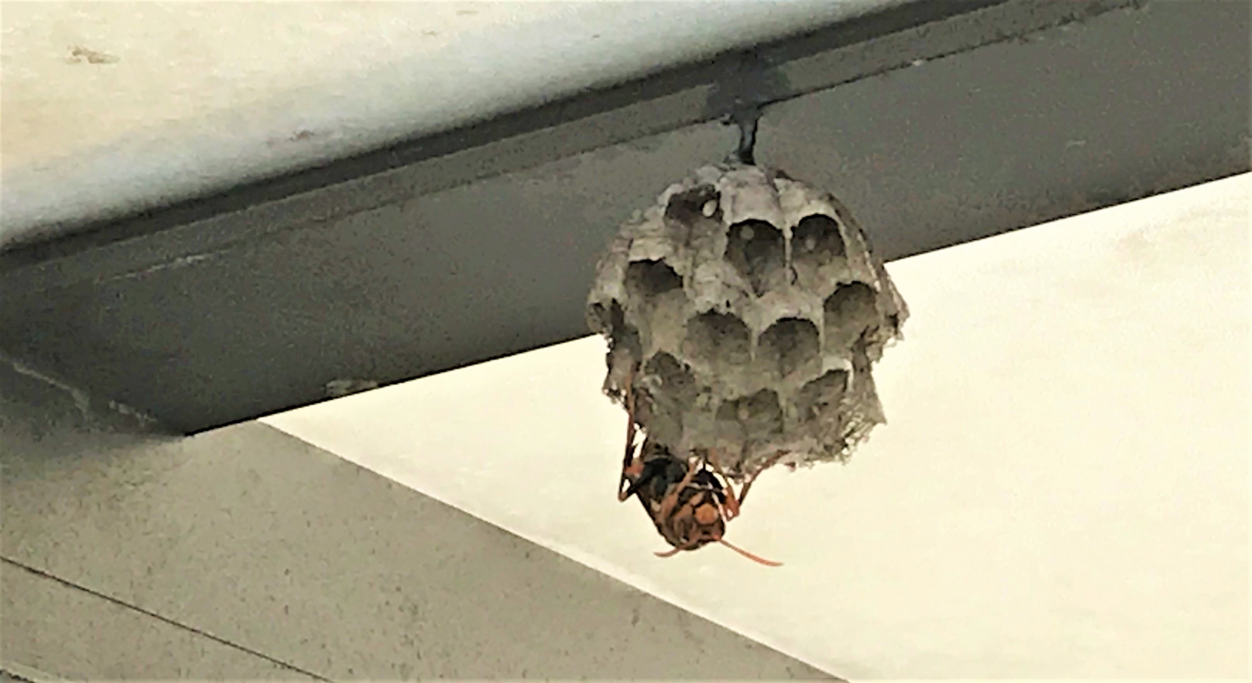 豊橋市でカーポートにできたはちの巣を駆除のご依頼を頂きました 静岡県浜松市 地域密着型の蜂の巣 蜂駆除専門店