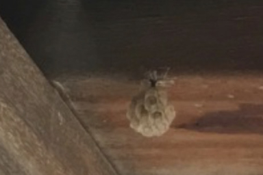 ウッドデッキ下のアシナガバチ