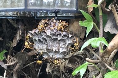 威嚇状態のキアシナガバチ