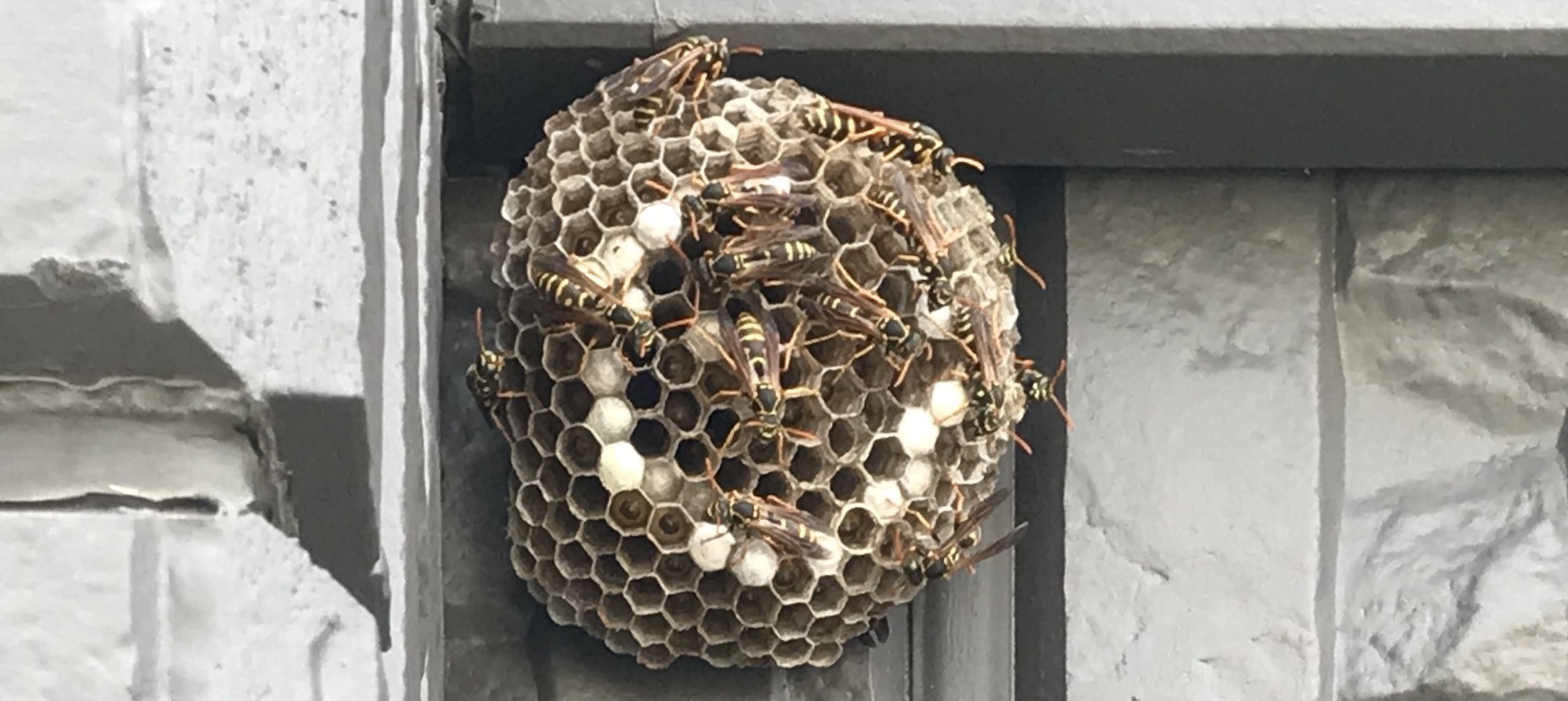 巣 アシナガバチ スズメバチ、アシナガバチ、ミツバチの習性と見分け方：練馬区公式ホームページ