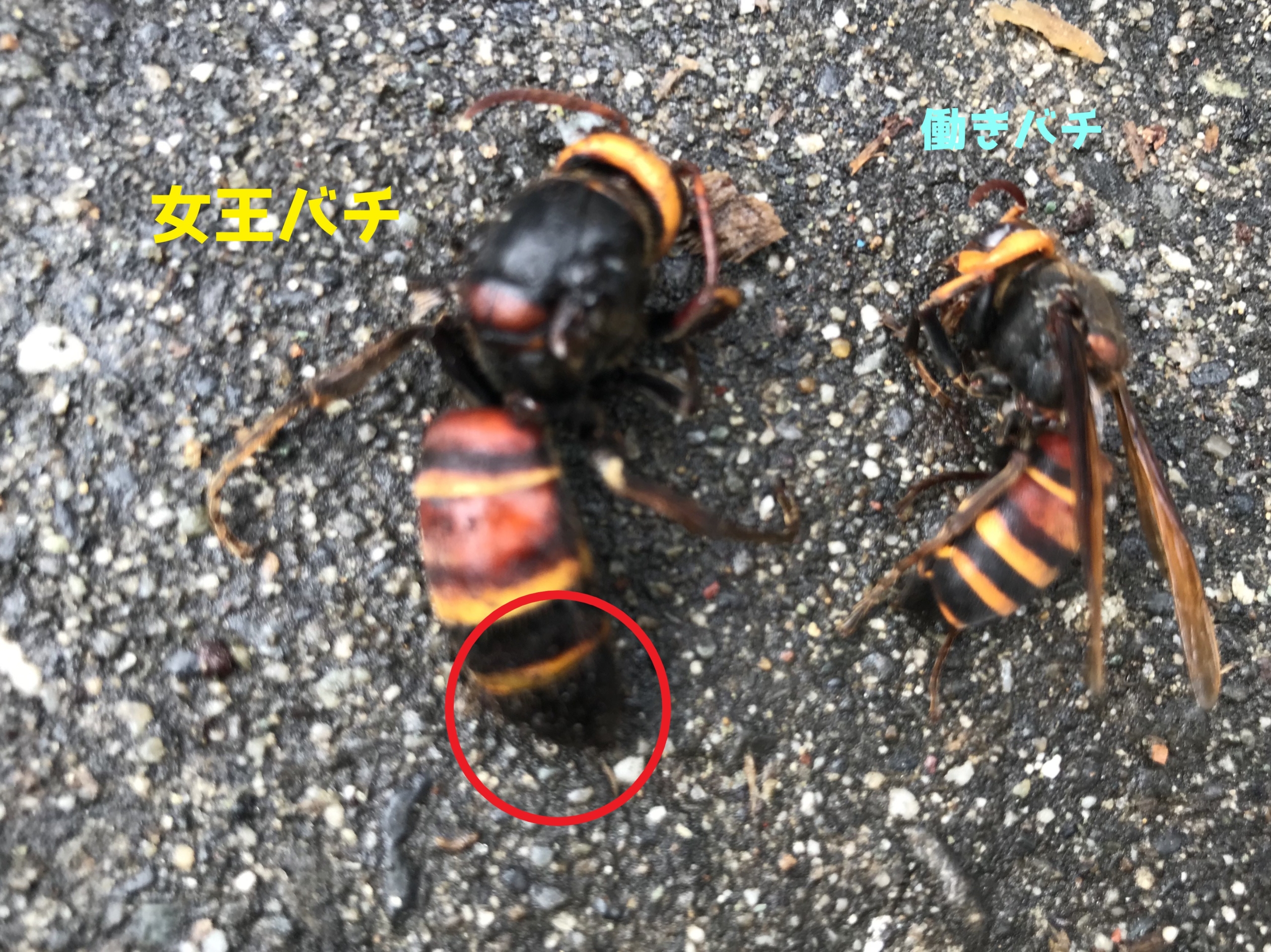 浜松市で床下にハチが出入りしているので見てほしいというご相談 このハチは何のハチ 静岡県浜松市 地域密着型の蜂の巣 蜂駆除専門店