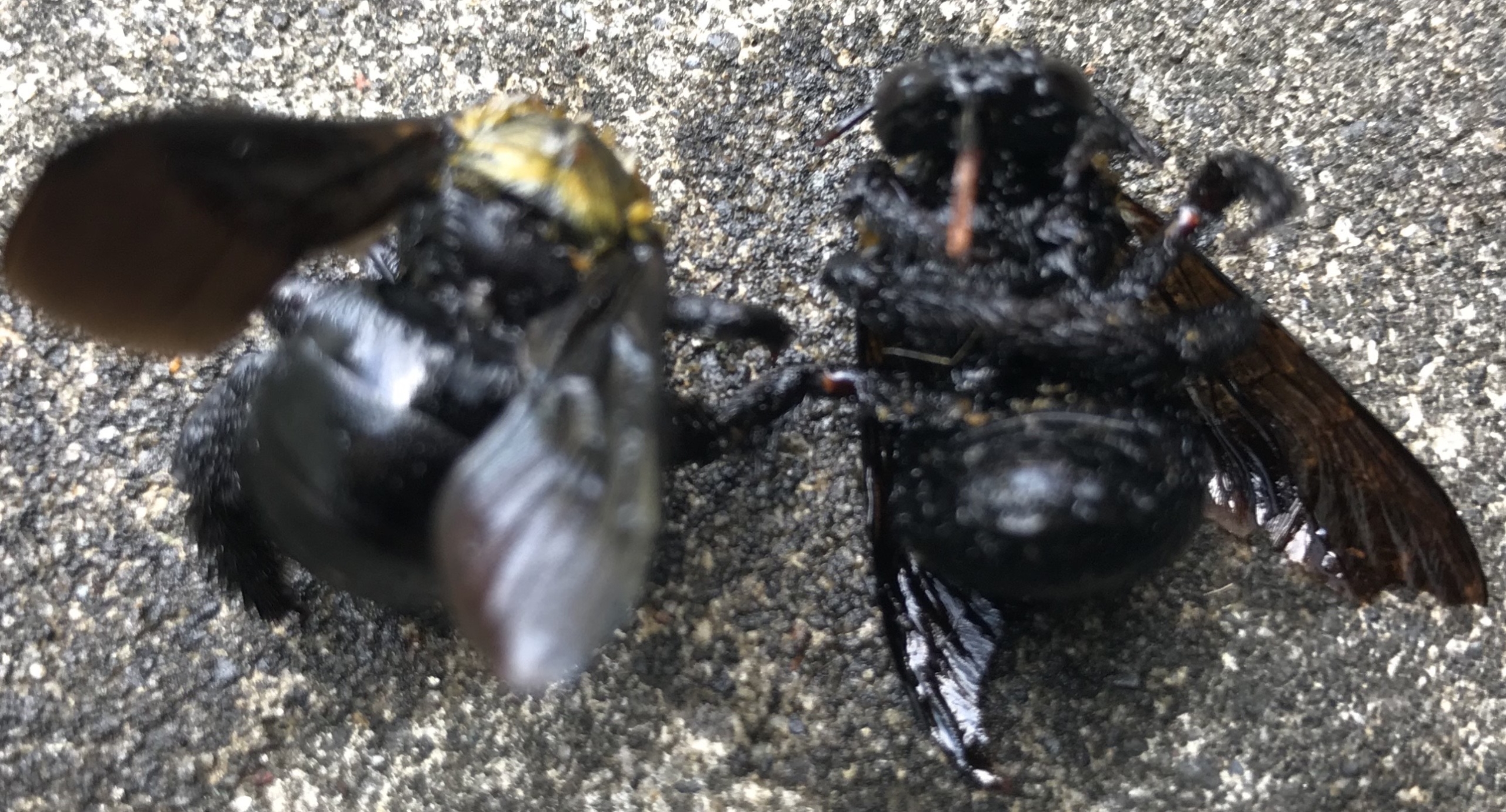 新城市でデッキに穴を開けるクマバチ退治のご依頼を頂きました 静岡県浜松市 地域密着型の蜂の巣 蜂駆除専門店