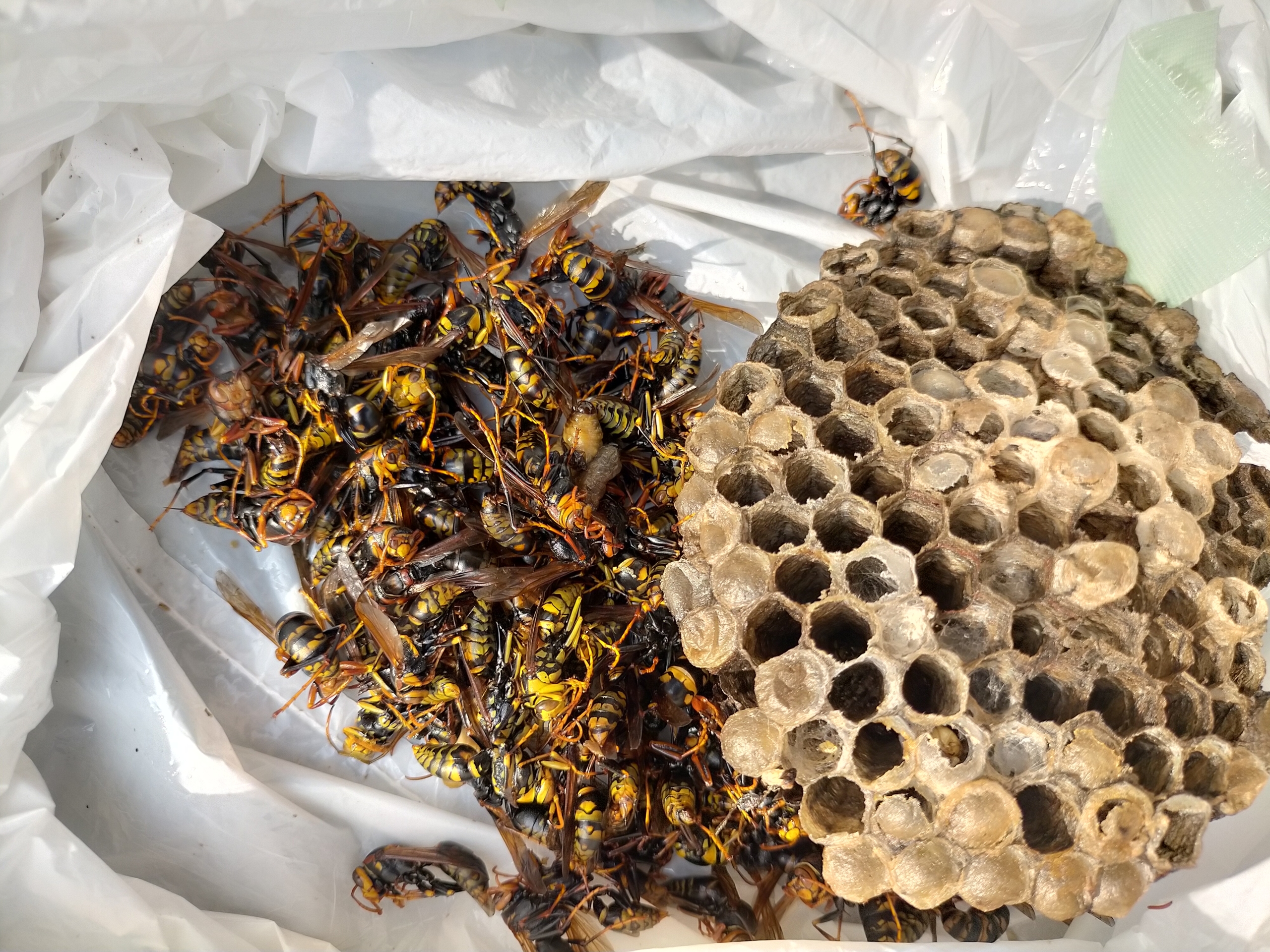 湖西市で軒下にできたアシナガバチの巣の駆除のご依頼 静岡県浜松市 地域密着型の蜂の巣 蜂駆除専門店