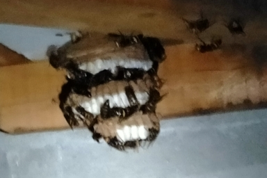 ピンボケしたスズメバチの巣