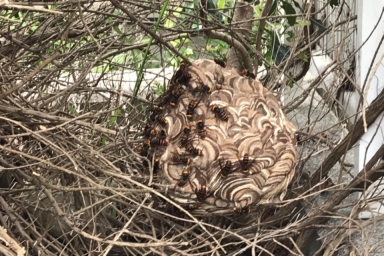 ハチが驚いて飛び出してきたスズメバチの巣