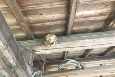 物置の軒下に巣を作るスズメバチ
