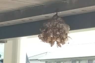ウッドデッキの下のアシナガバチの巣