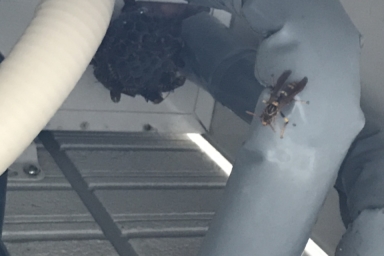 給湯器内に巣を作るアシナガバチ