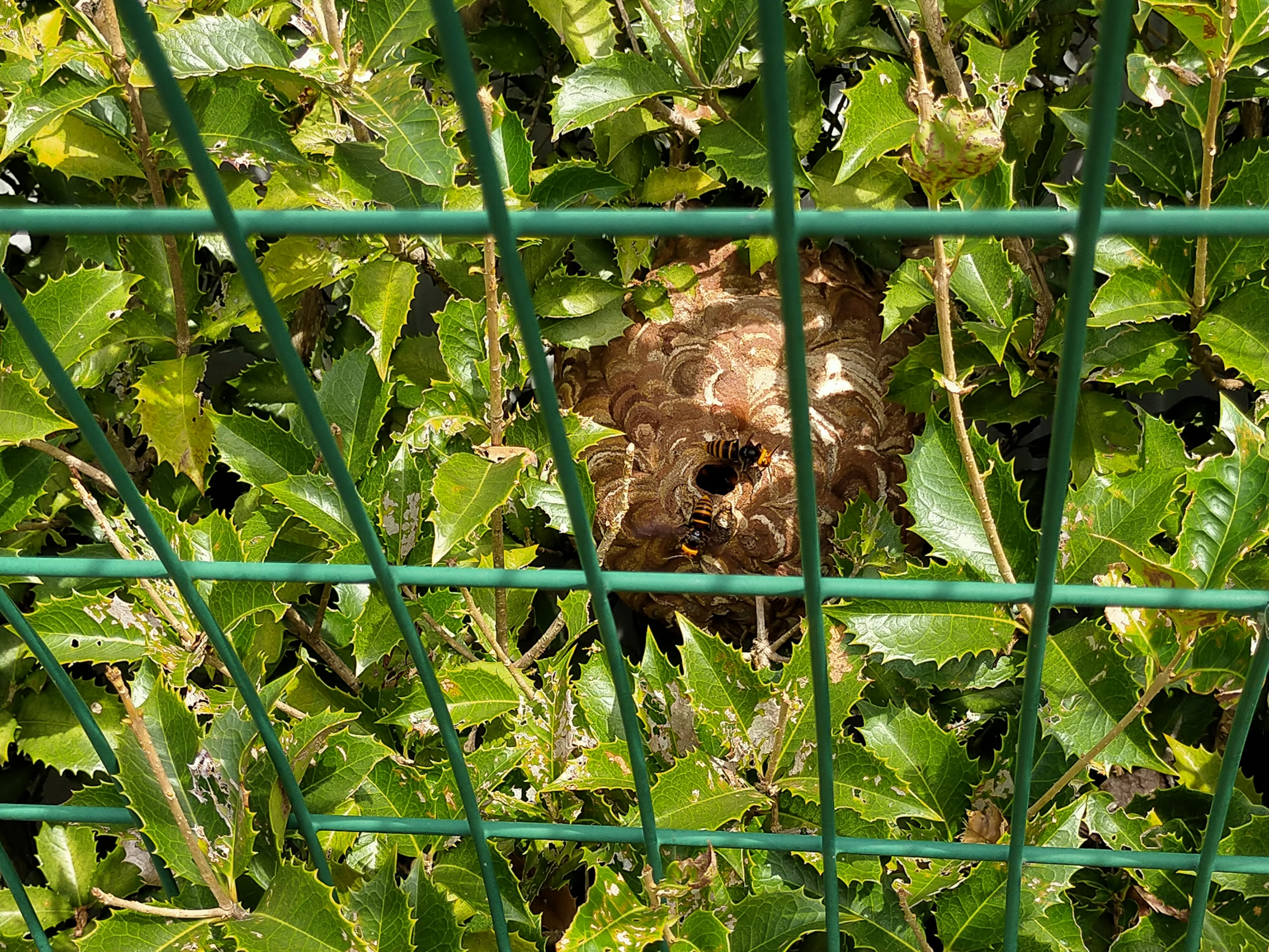 浜松市西区で垣根の中に巣を作ったスズメバチの駆除のご依頼 静岡県浜松市 地域密着型の蜂の巣 蜂駆除専門店