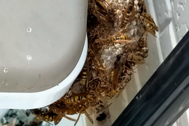 ゴミ箱にべったりとくっ付いて巣を作るアシナガバチ