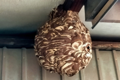 掛川市で軒下にできたスズメバチの巣