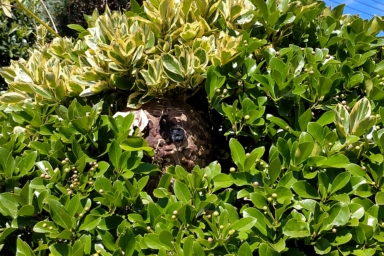 磐田市の庭木に巣を作るスズメバチ