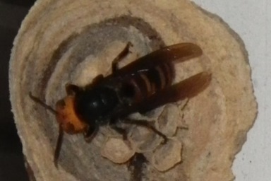 軒下に巣を作るスズメバチ