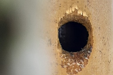 タイワンタケクマバチの巣