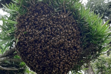 大量のミツバチ