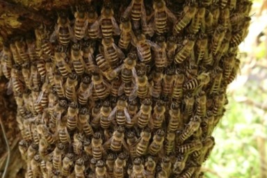 大量のミツバチ