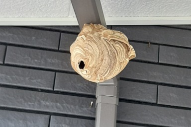 掛川市で軒下に作られたスズメバチの巣