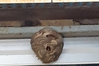 浜松市北区のスズメバチの巣