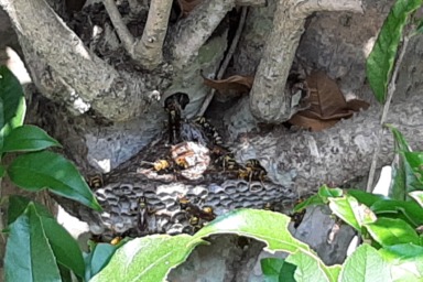 湖西市で金木犀に巣をつくるアシナガバチ