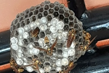 磐田市で軒下にできたアシナガバチの巣の駆除