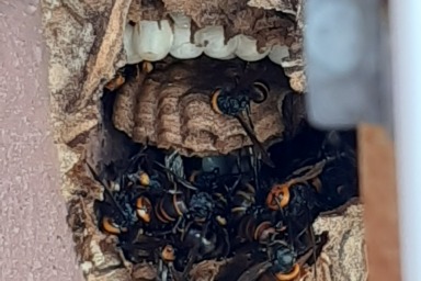 浜松市で駆除したスズメバチの巣