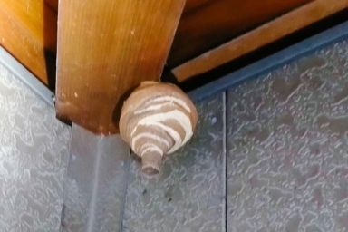 軒下にできたスズメバチの巣