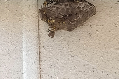 浜松市北区のハチの巣駆除