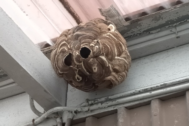 浜松市で軒下にできたスズメバチの巣の駆除
