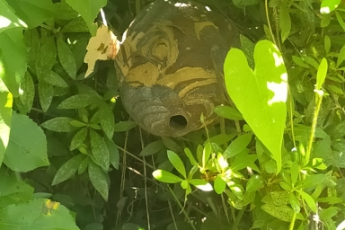 庭の木の中にできたスズメバチの巣の駆除