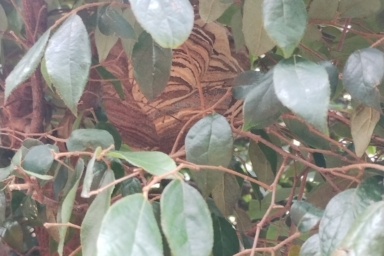 磐田市スズメバチ駆除